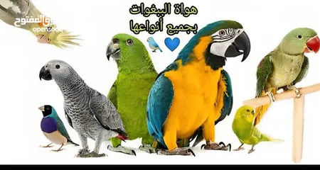  1 مطلوب ببغاء كوكاتو او كاسكو او امزون وجميع الطيور المتكلمه