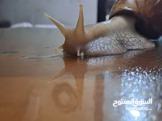  3 حلزونات أفريقية للبيع