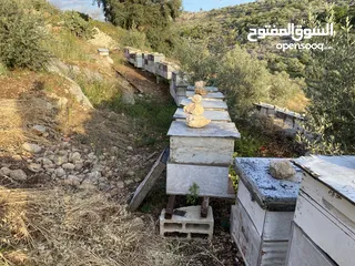  1 خلية نحل مكونة من عشرة براويز