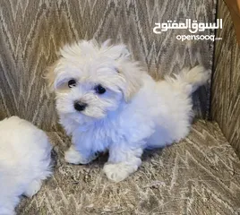  1 Maltese puppies. price negotiable if come directly to see. best puppies.