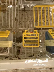  1 عصفور كوكتيل