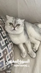  1 ذكر سكوتش فولد ابيض للتزاوج grey shaded