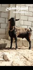  2 عنزتين وتيس البينو اصلي للبيع