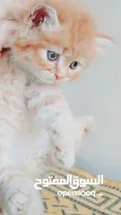  6 كيتنز بيرشن بيور مدربين ومطعمين حشرات 47 يوم