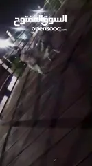  3 كلب الإسكيمو الامريكي