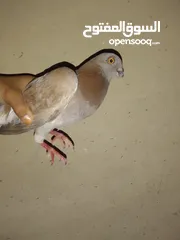  2 حمام الطيور
