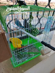  1 جوزين حب بسعر مغري