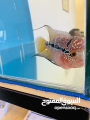  3 Flowerhorn