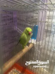  2 بغباء بيبي متوه