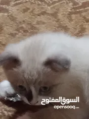  2 قط سكوتش فولد للبيع