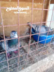  9 حمام للبيع