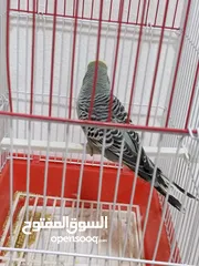  6 طير حب فحل انصاص نكليزي