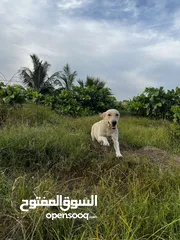  1 للبيع جرو لابلدور عمر 6 اشهر مطعم