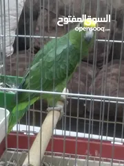  1 يلو كراون   حجم جانبو ريش كامل برخبط كلمات اكتير