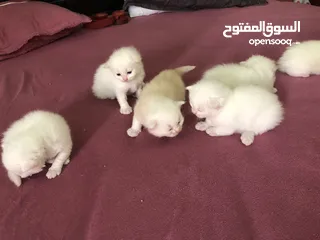  3 Cat baby Persian