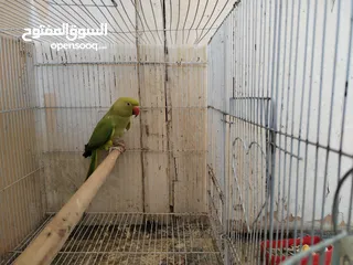  3 انثى طيرة ببغاء الدرة الهندي شاهد الفديو،كوكتيل روز فيشر كاسكو حب جنة كناري حسون امازوني فراخ