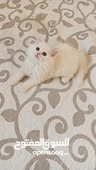  4 White Pure Persian Kitten