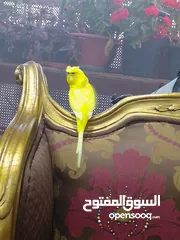  2 جوز كوكتيل و جوز حب