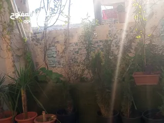  20 شقة للبيع في  المدينة الرياضية