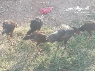  3 مخاليف هنادي للبيع شرط الصحه ديوجه