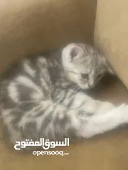  7 قطط للتبني مجانا