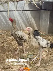  11 انثى منتجه للبيع