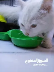  5 قطة شيرازي انثى للبيع