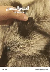  13 فروه silver fox