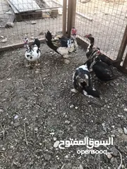  6 بط بلدي اربع اناثي وذكر