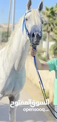 3 خيل فحل للبيع