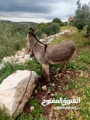  3 حمار للبيع حمار للبيع