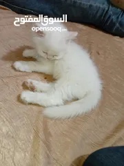  7 بسه شيرازيه للبيع عمرها تقريبا شهر