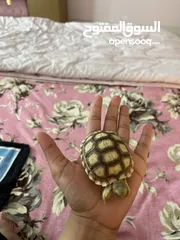  5 Baby Sulcata Tortoise