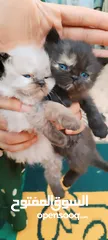  3 بيع قطط زغار نوع هملايا