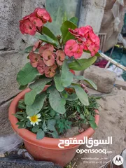  1 نباتات الزينه والورود مشاتل 22 مايو