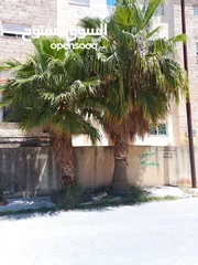  2 نخيل 3 الى 4 متر