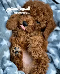  1 Toy Poodle