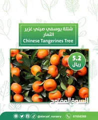  9 شتلات وأشجار البرتقال والحمضيات من مشتل الأرياف  أسعار منافسة نارنگی /  میندر کا درخت orange tree