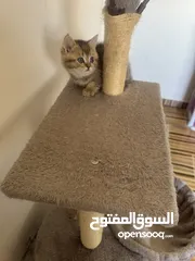  7 سكوتش تريبل فولد وستريت