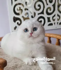  3 ⸻  Beautiful Scottish Fold Kitten – 14 Weeks Old – Ready for a New Home!