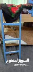  14 تخت بيبي جونيور وتخت طابقين وخزانة اربع ظرفات للبيع