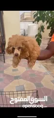  3 Toy poodle