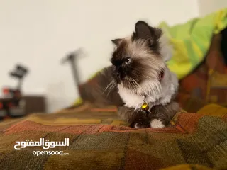  6 انثى همالايا للبيع بسعر مغري