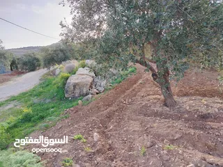  13 مزرعة زيتون ملوكية اطلالة ع الغرب و جبال فلسطين ع ثلاث شوراع قرب شارع الستين ثغرة السلطان