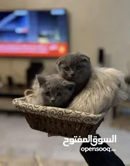  1 قطط سكوتش فولد للبيع بيور