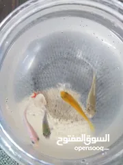  2 حوض سمك بلاستك مع 4 أسماك وعلبة اكل