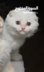  3 Scottish fold female  انثى سكوتش فولد