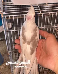  3 مجموعة طيور كوكتيل