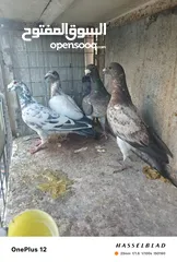  1 11 جوز مساويد، كشامره هومرات محيرات بواز مزهورات اسطنابله