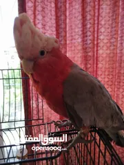  1 طائر ببغا كوكوجالا